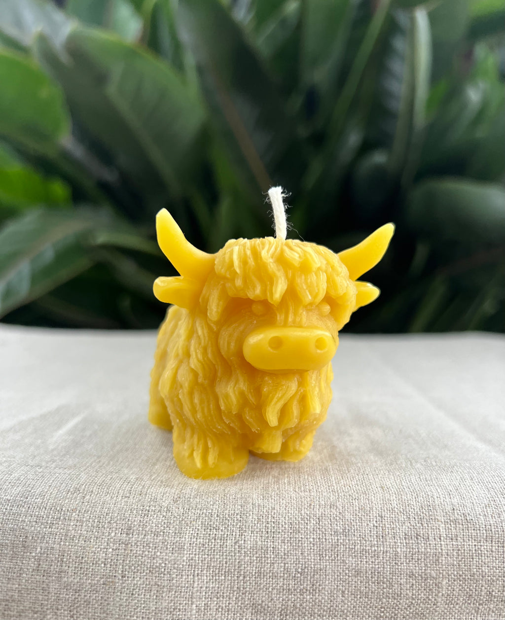Highlander Cow