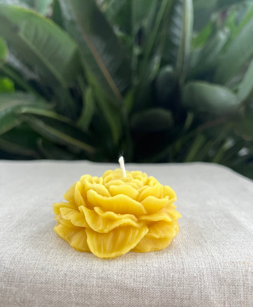 Golden Bloom - Full Bloom