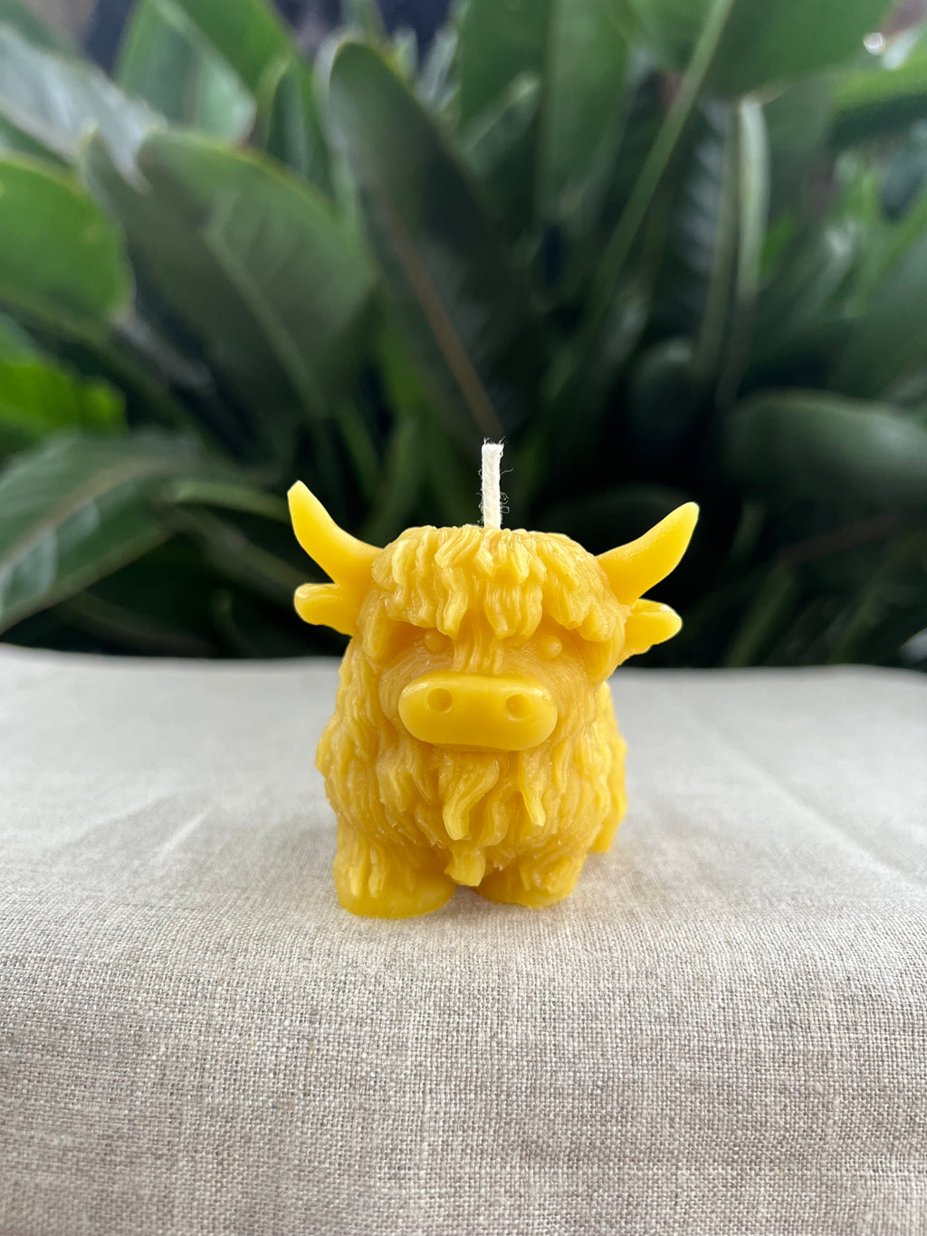 Highlander Cow