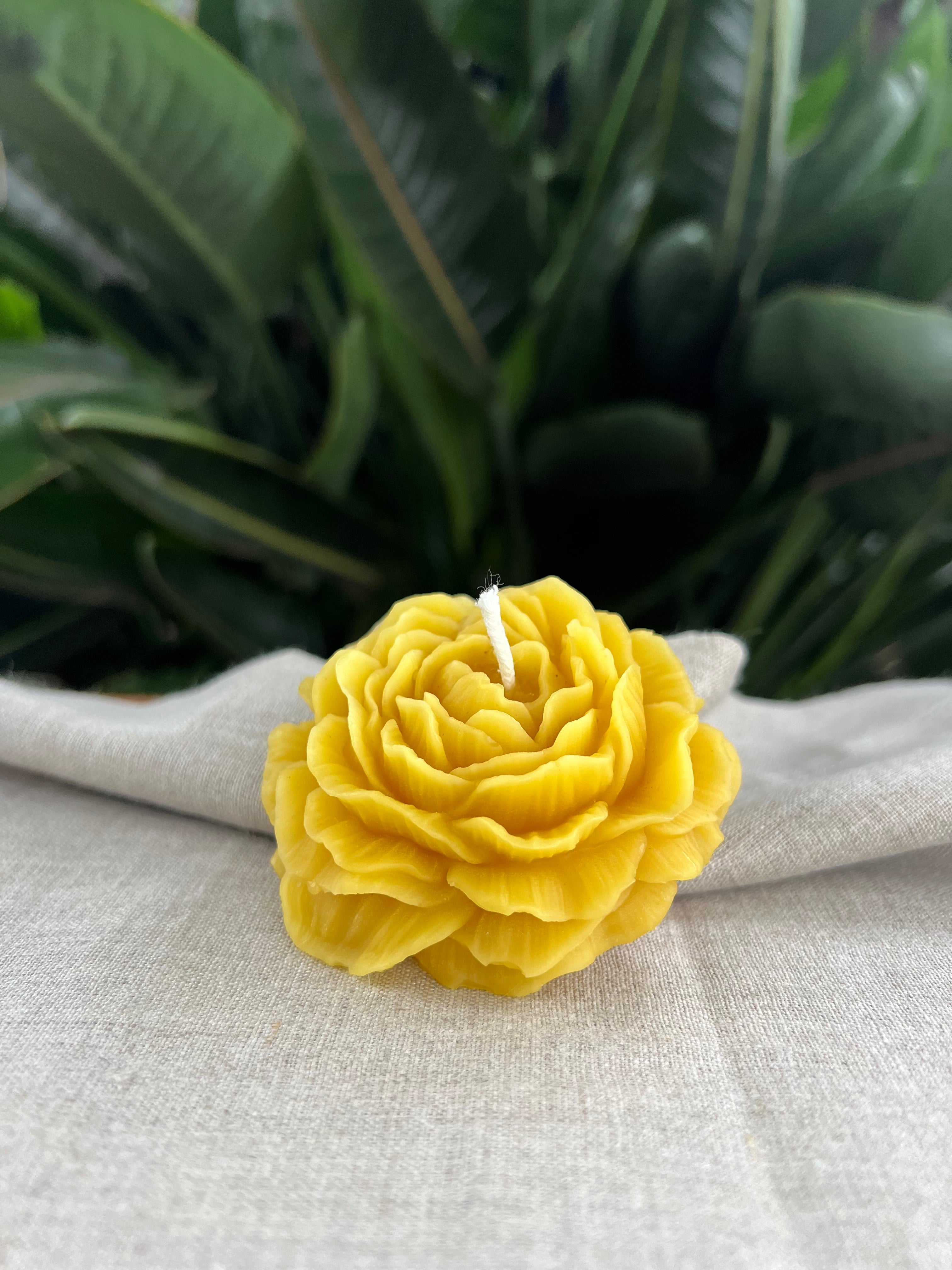 Golden Bloom - Full Bloom